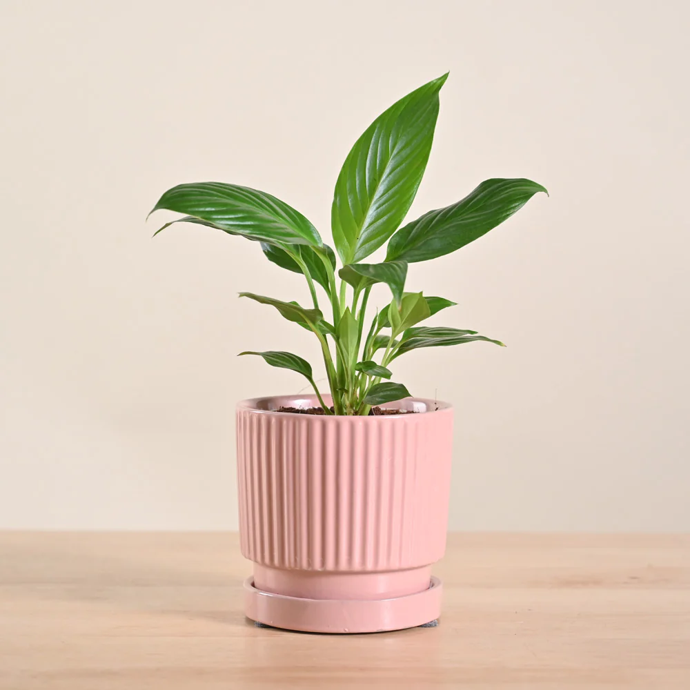 Peace Lily Plant - Image 197