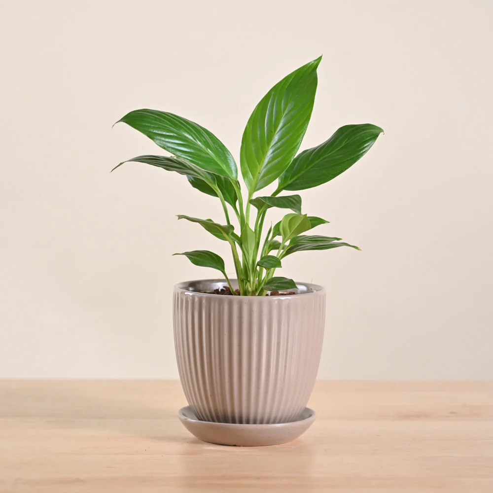 Peace Lily Plant - Image 205