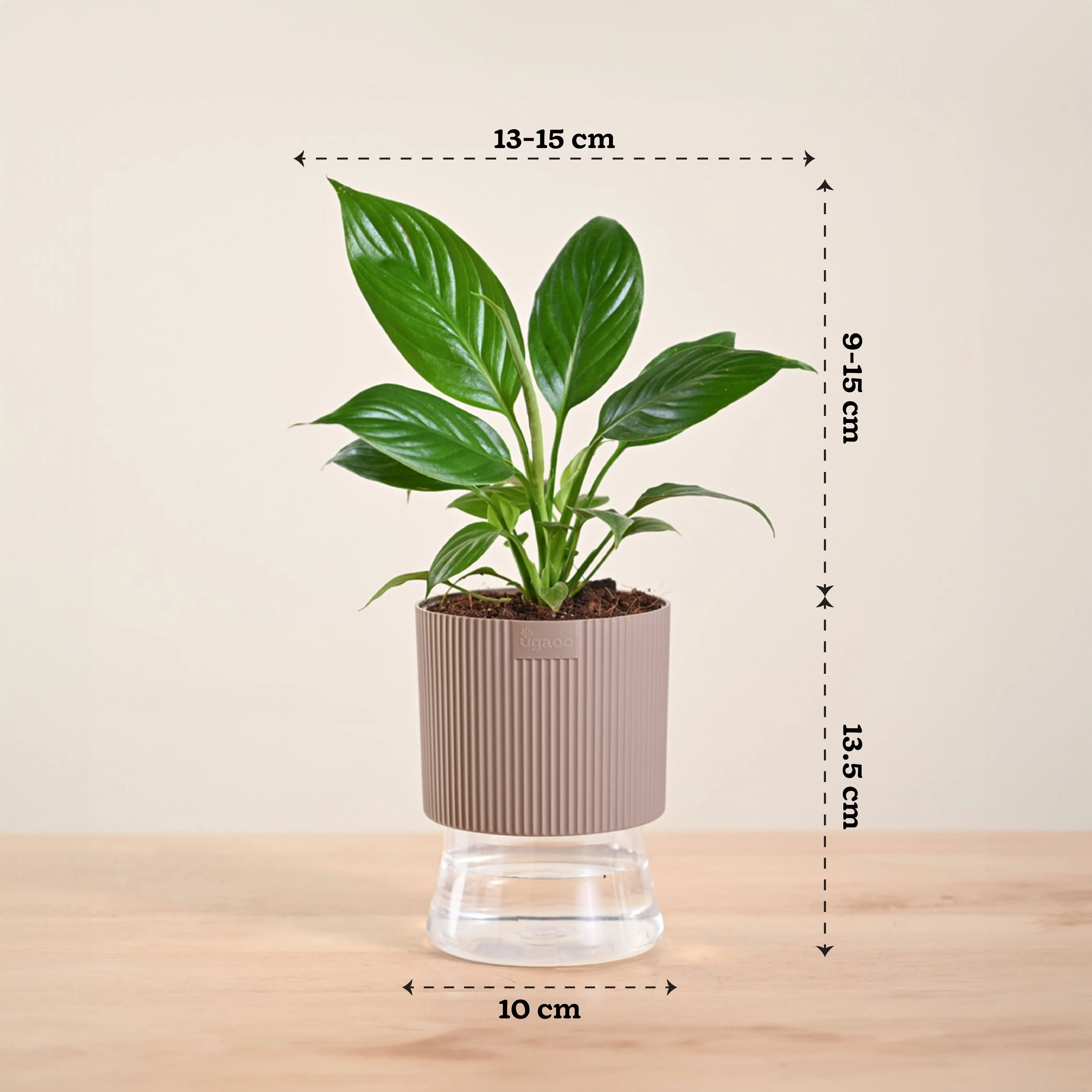 Peace Lily Plant - Image 226