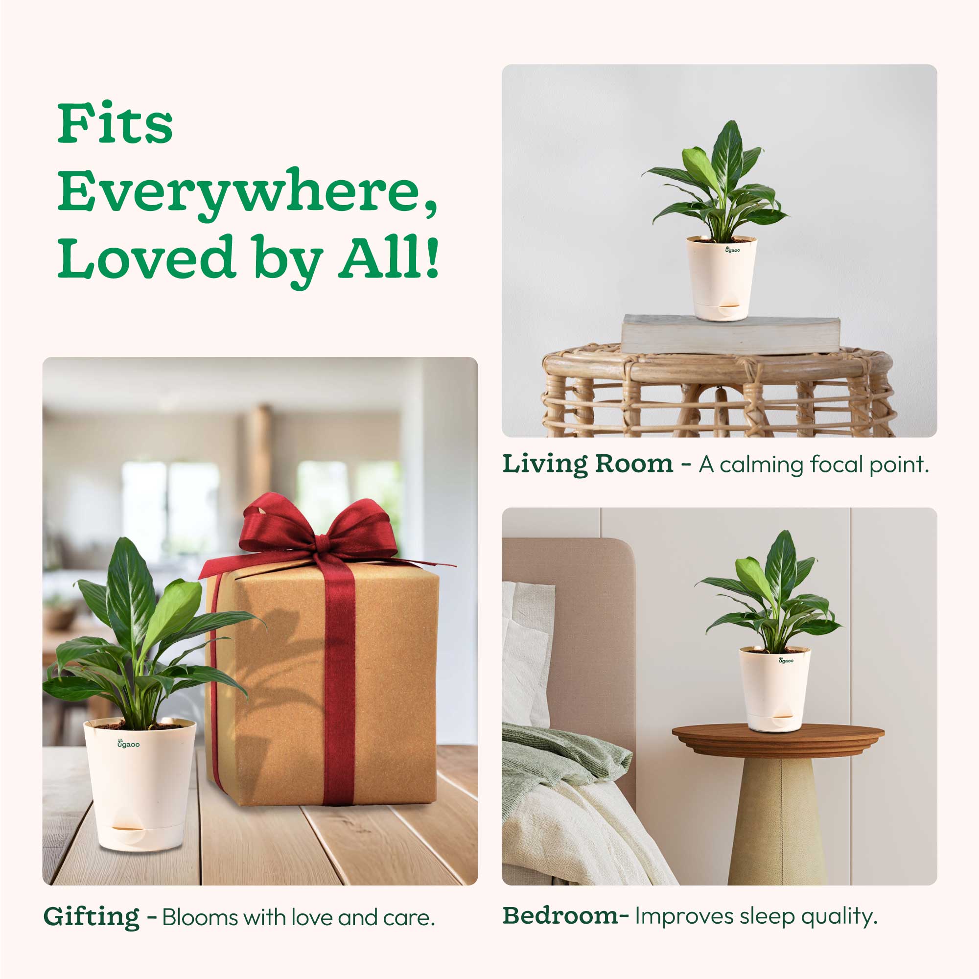 Peace Lily Plant - Image 54