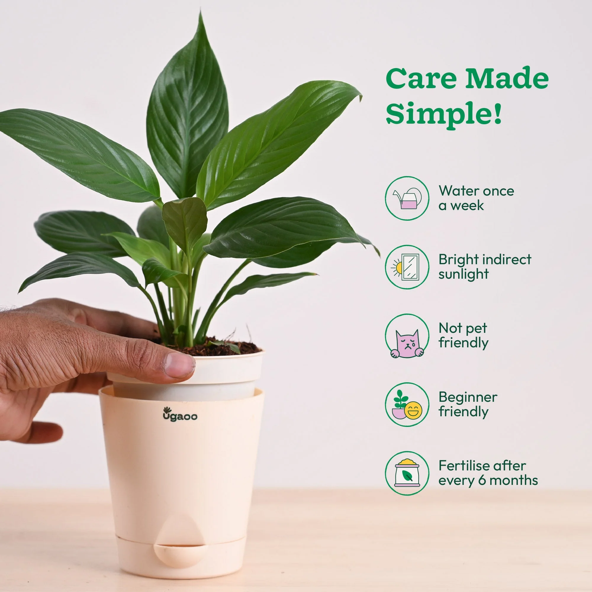 Peace Lily Plant - Image 69