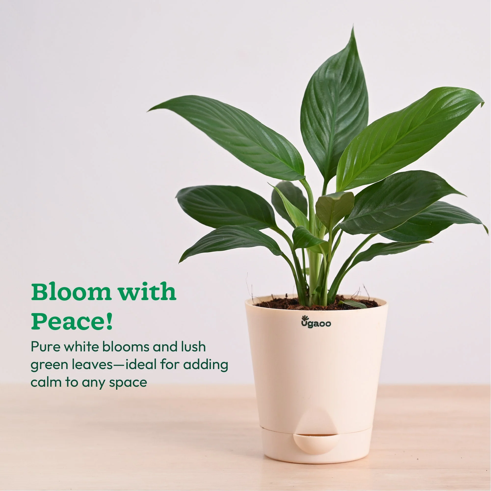 Peace Lily Plant - Image 86