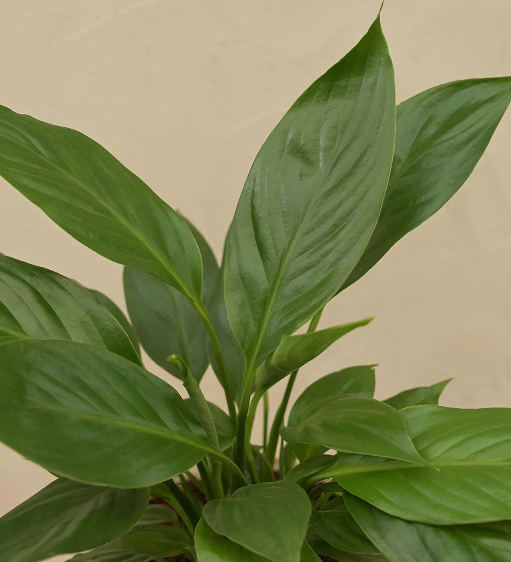 Peace Lily Plant - Small Gift Hamper - Image 3