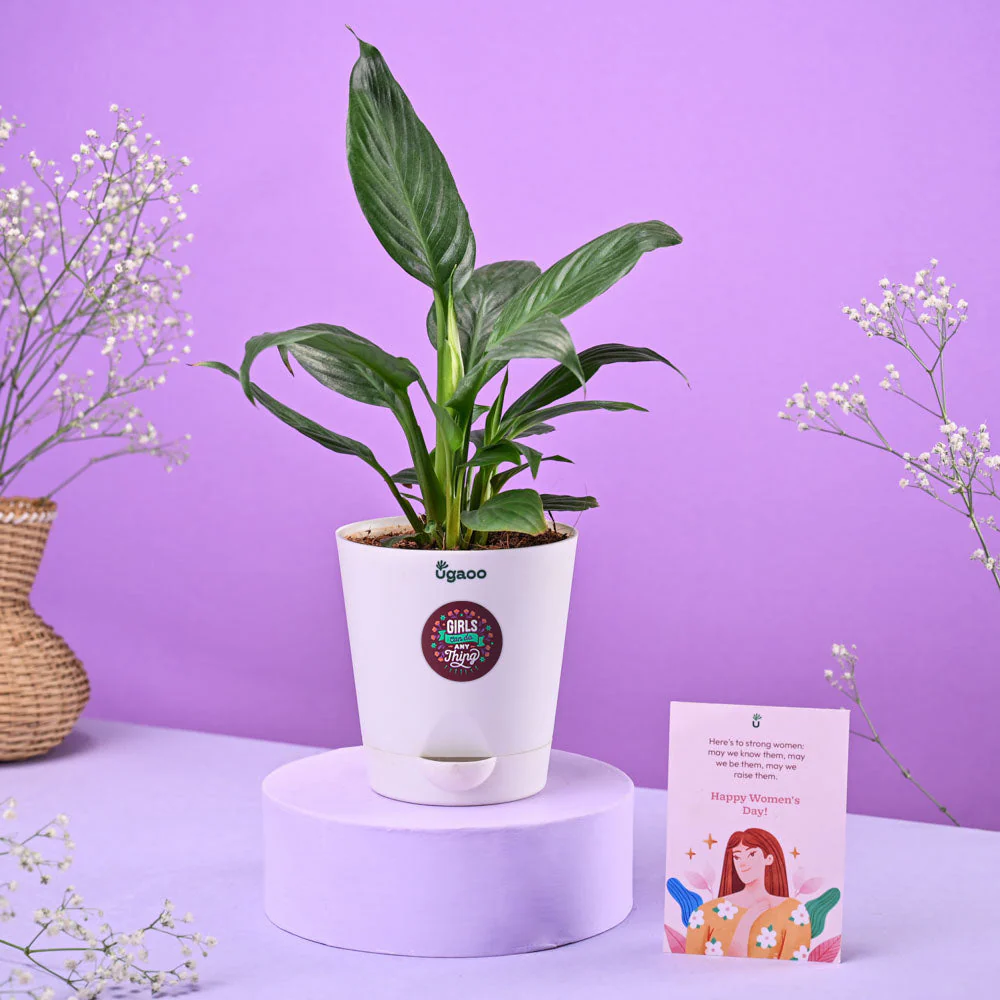 Peace Lily Women's Day Gift - Image 2