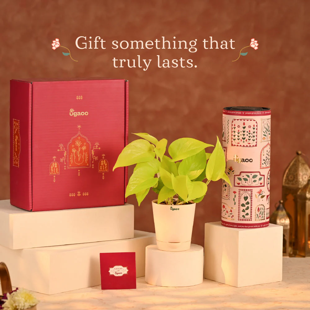 Fortunate Friend - Plants for Corporate Gifting - Image 13