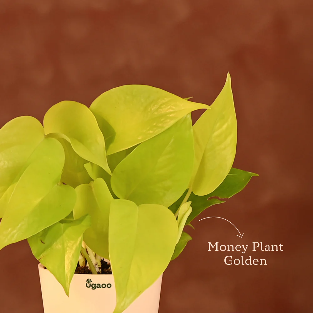 Fortunate Friend - Plants for Corporate Gifting - Image 17