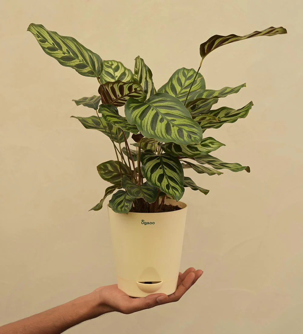 Peacock Plant - Image 10