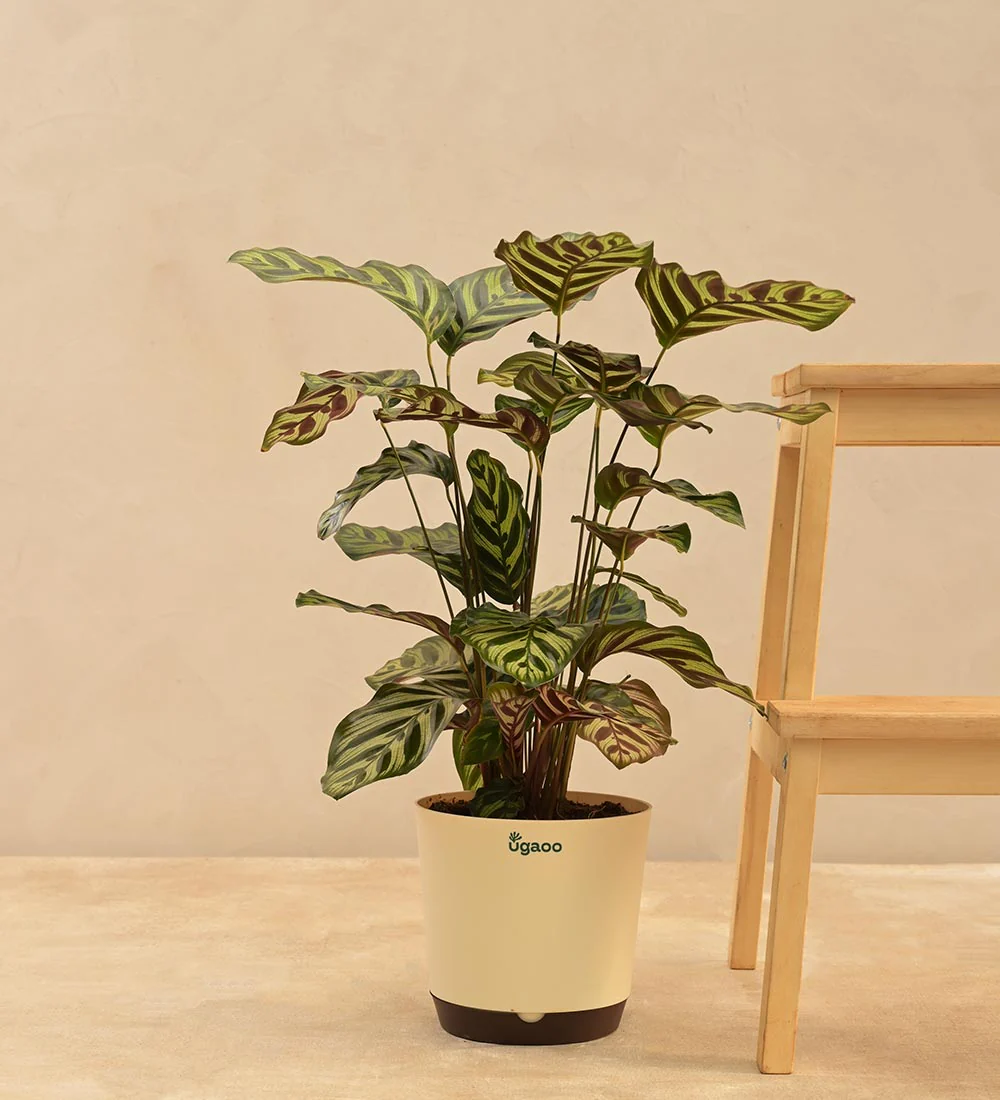 Peacock Plant - Image 15