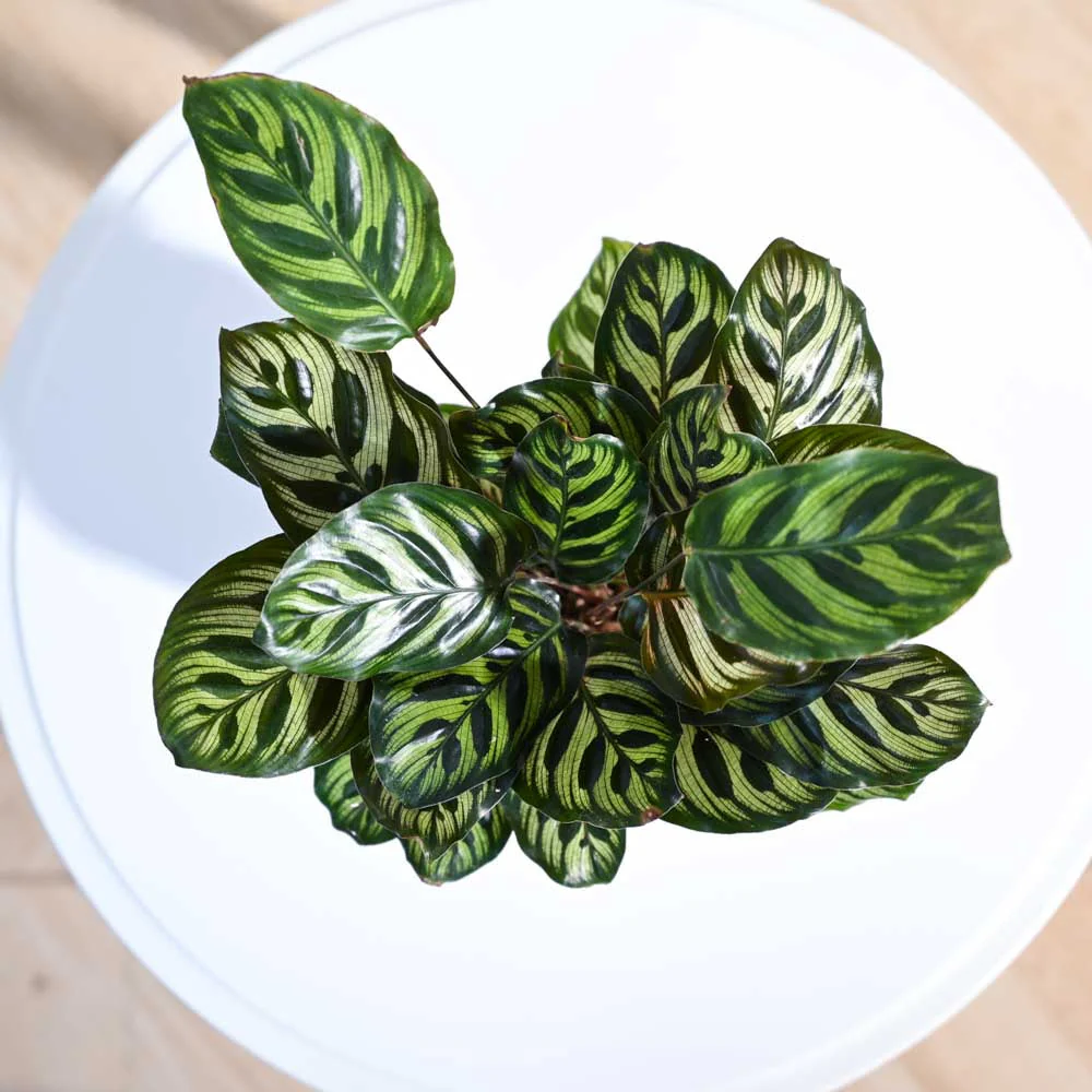Peacock Plant - Image 24