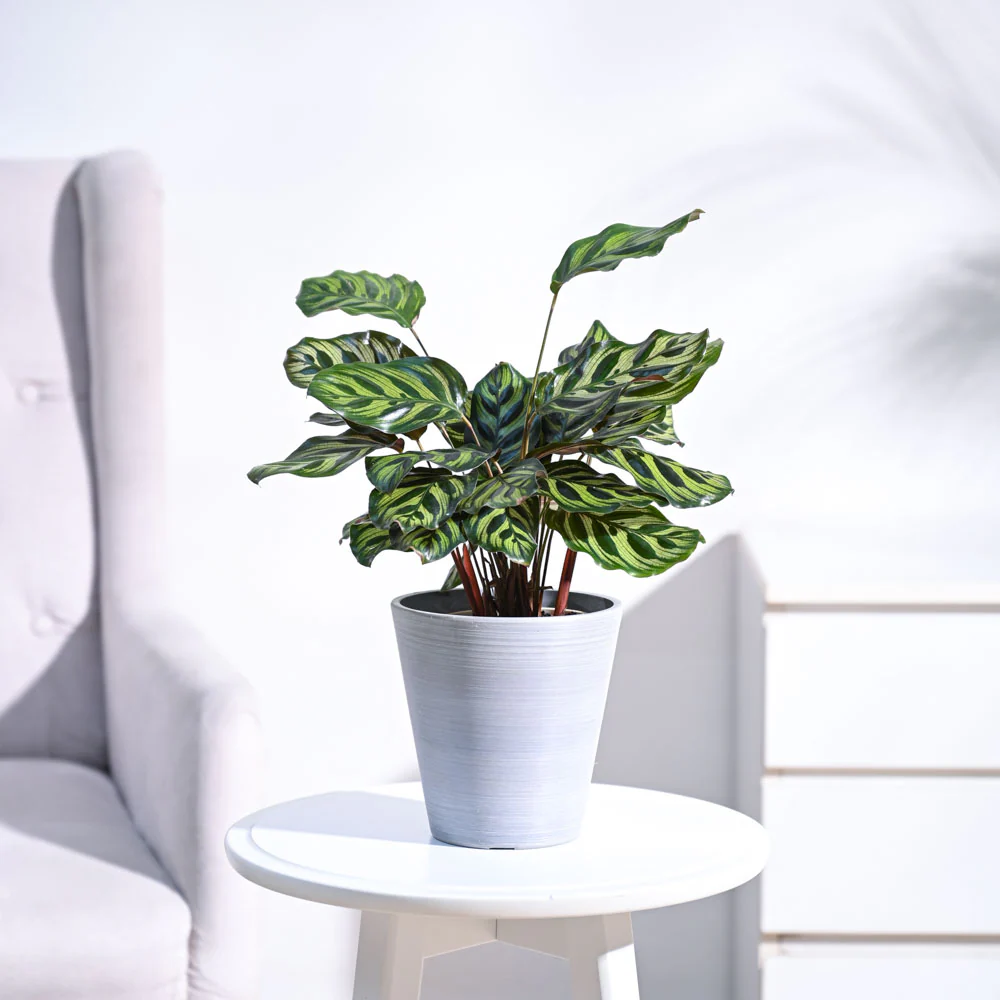 Peacock Plant - Image 3