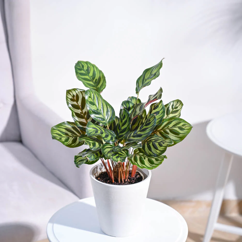 Peacock Plant - Image 50