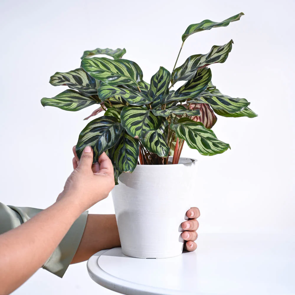 Peacock Plant - Image 51