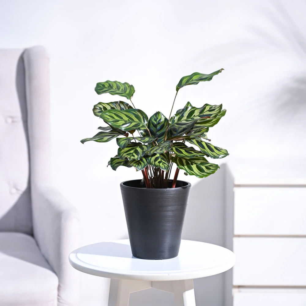 Peacock Plant - Image 6