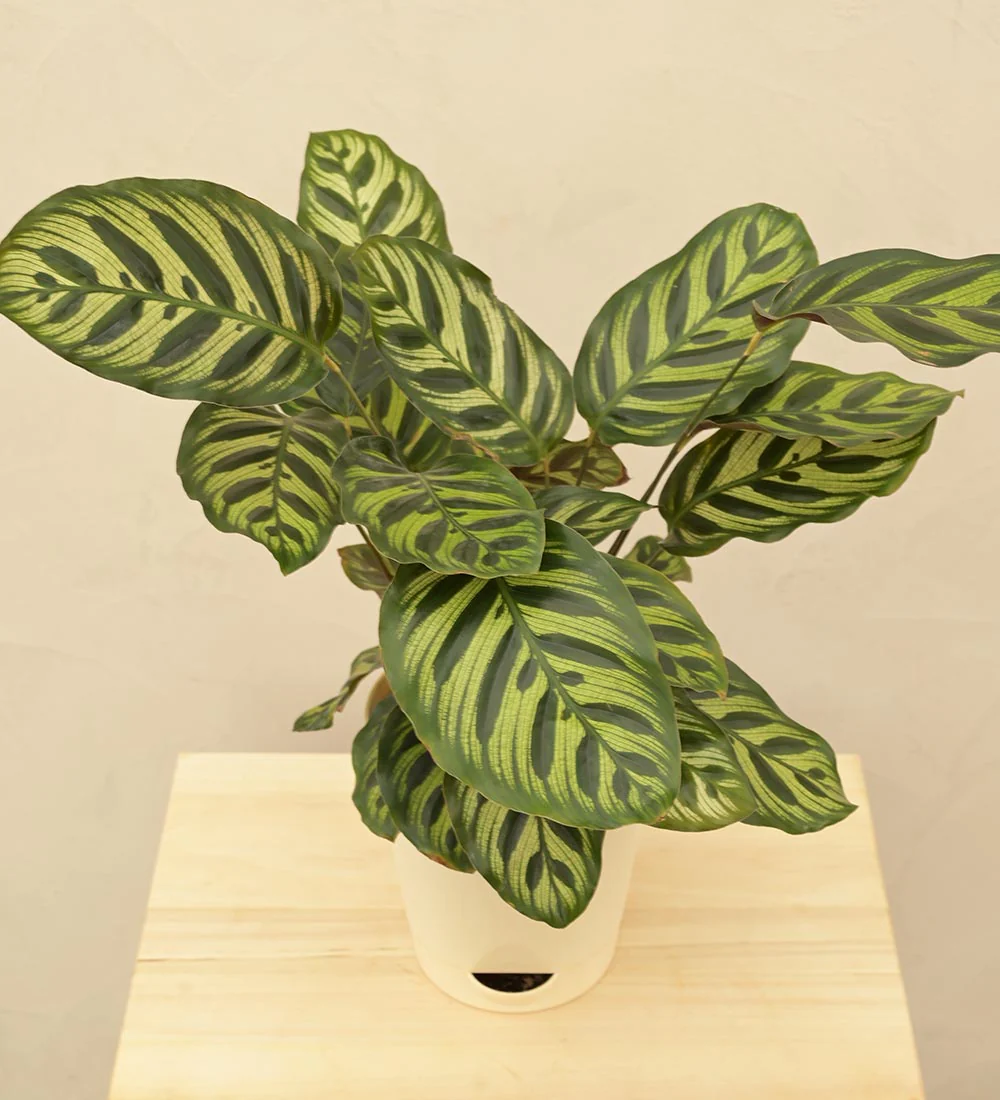 Peacock Plant - Image 8