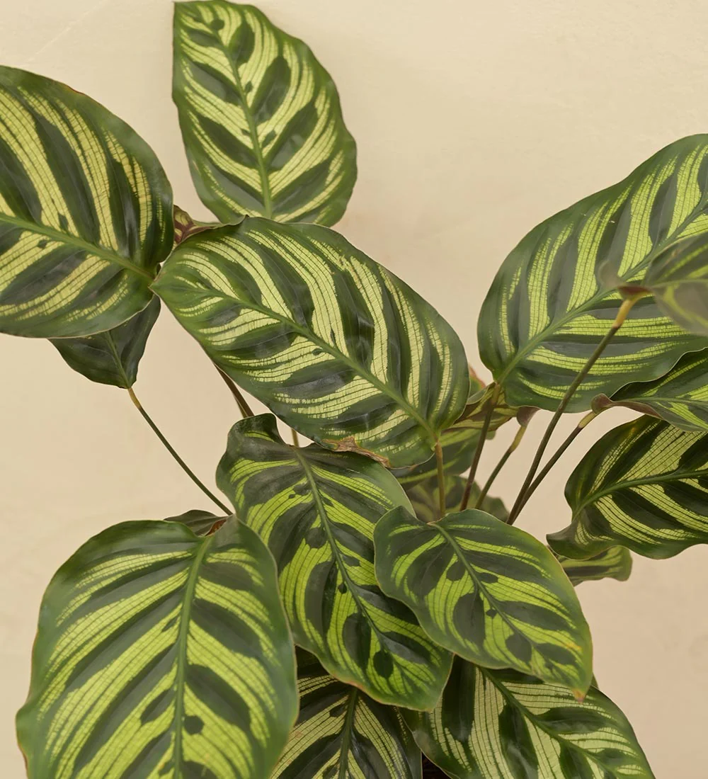 Peacock Plant - Image 9