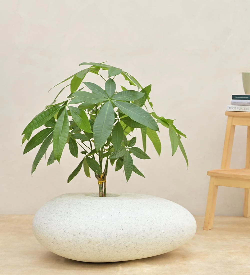 Pebble Shaped Planter - Image 11