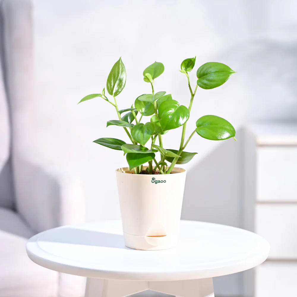 Peperomia Green Creeper Plant - Image 10