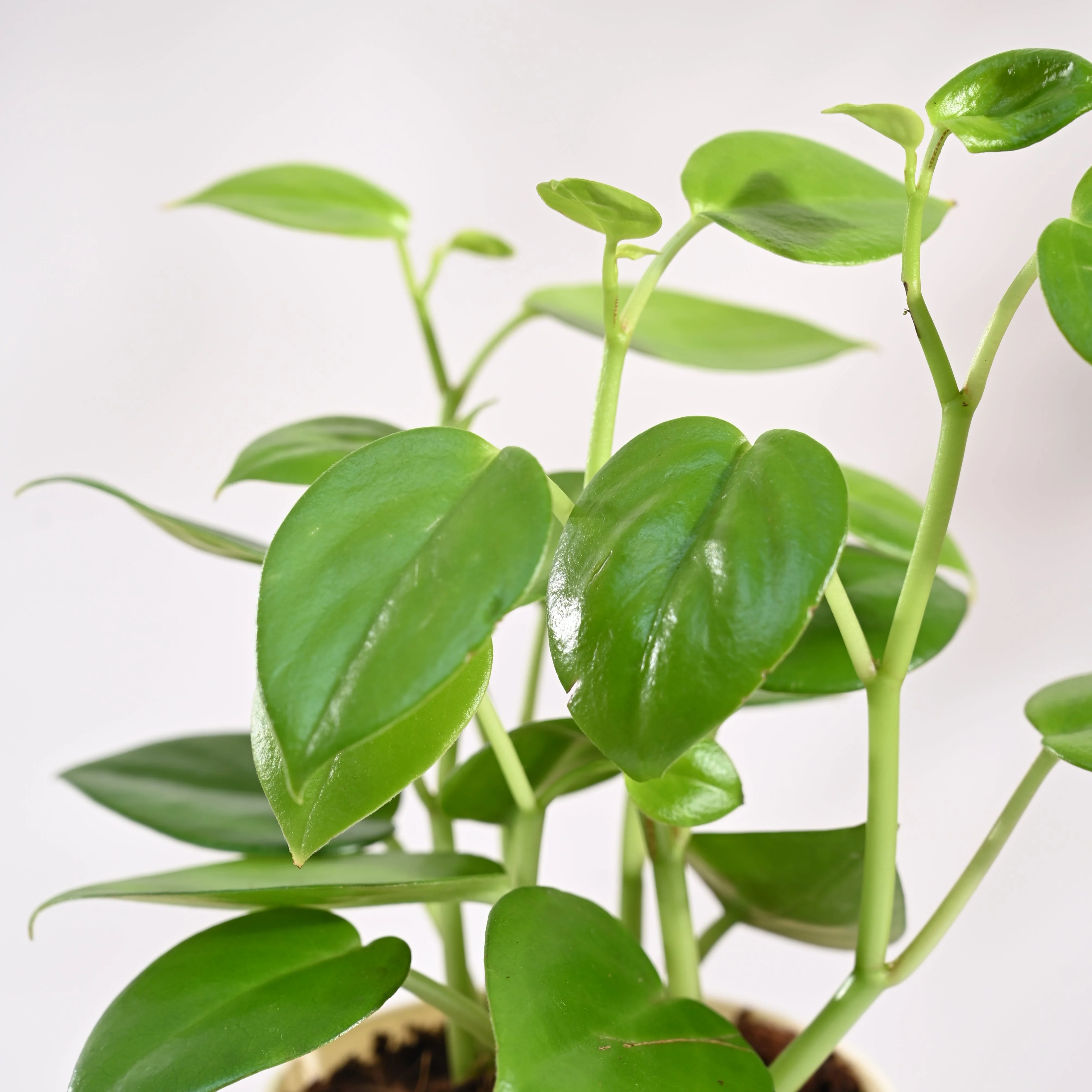 Peperomia Green Creeper Plant - Image 11
