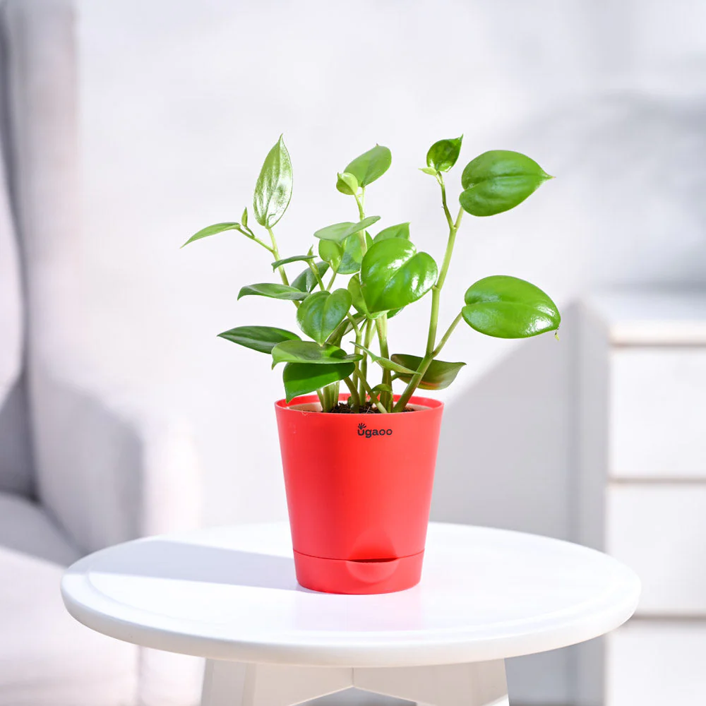 Peperomia Green Creeper Plant - Image 40