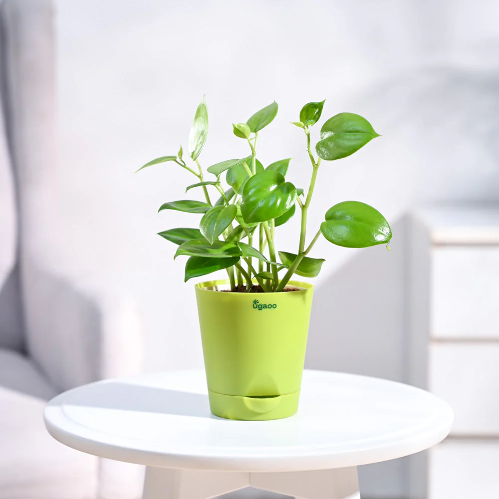 Peperomia Green Creeper Plant - Image 56