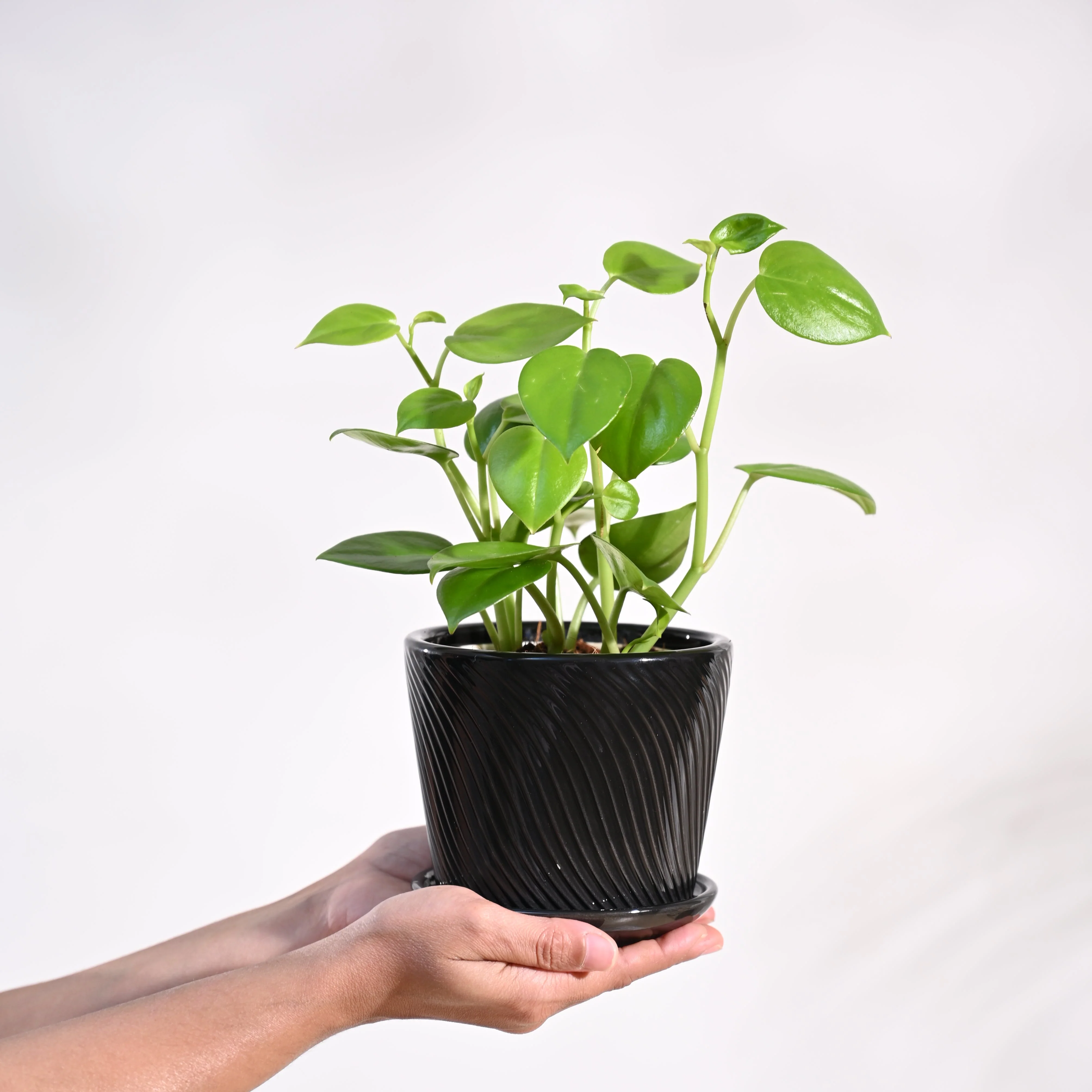 Peperomia Green Creeper Plant - Image 78