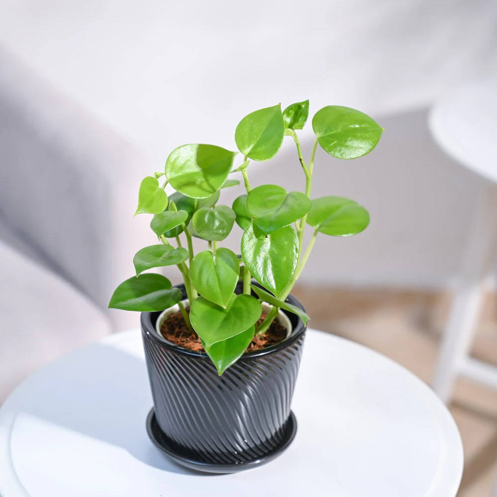 Peperomia Green Creeper Plant - Image 8