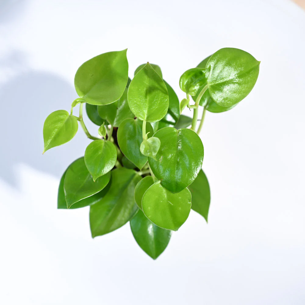 Peperomia Green Creeper Plant - Image 86