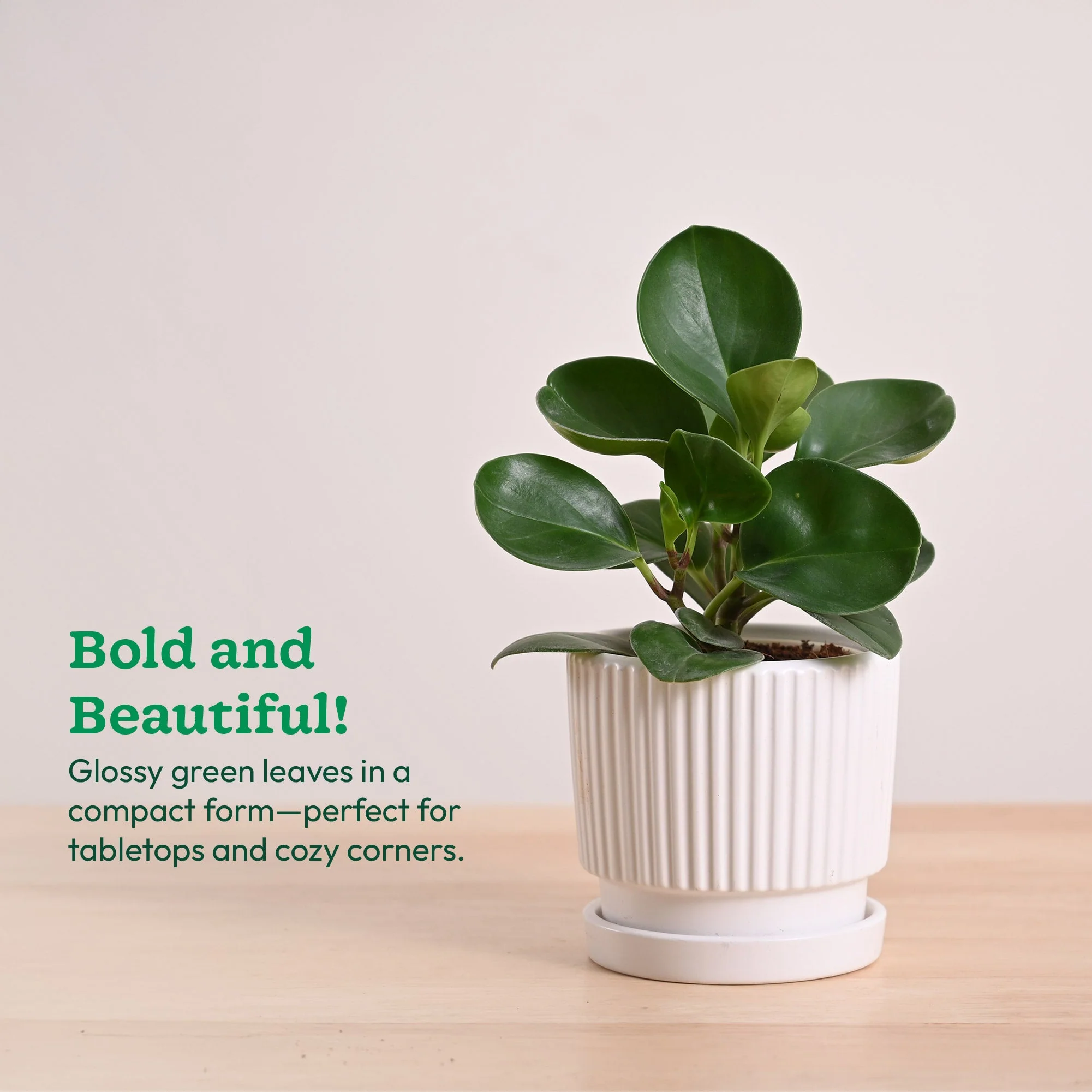 Peperomia Green Plant - Image 105