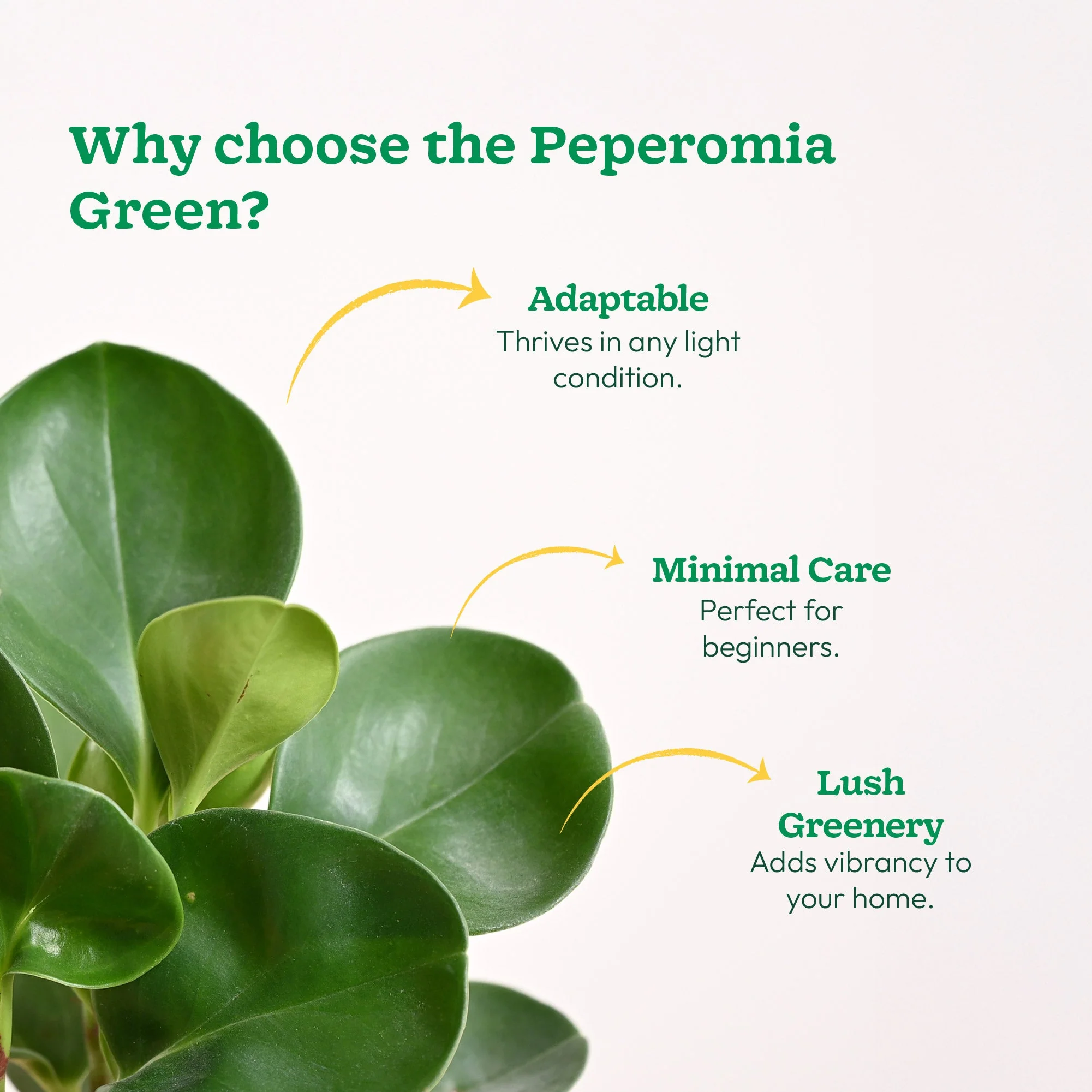 Peperomia Green Plant - Image 113