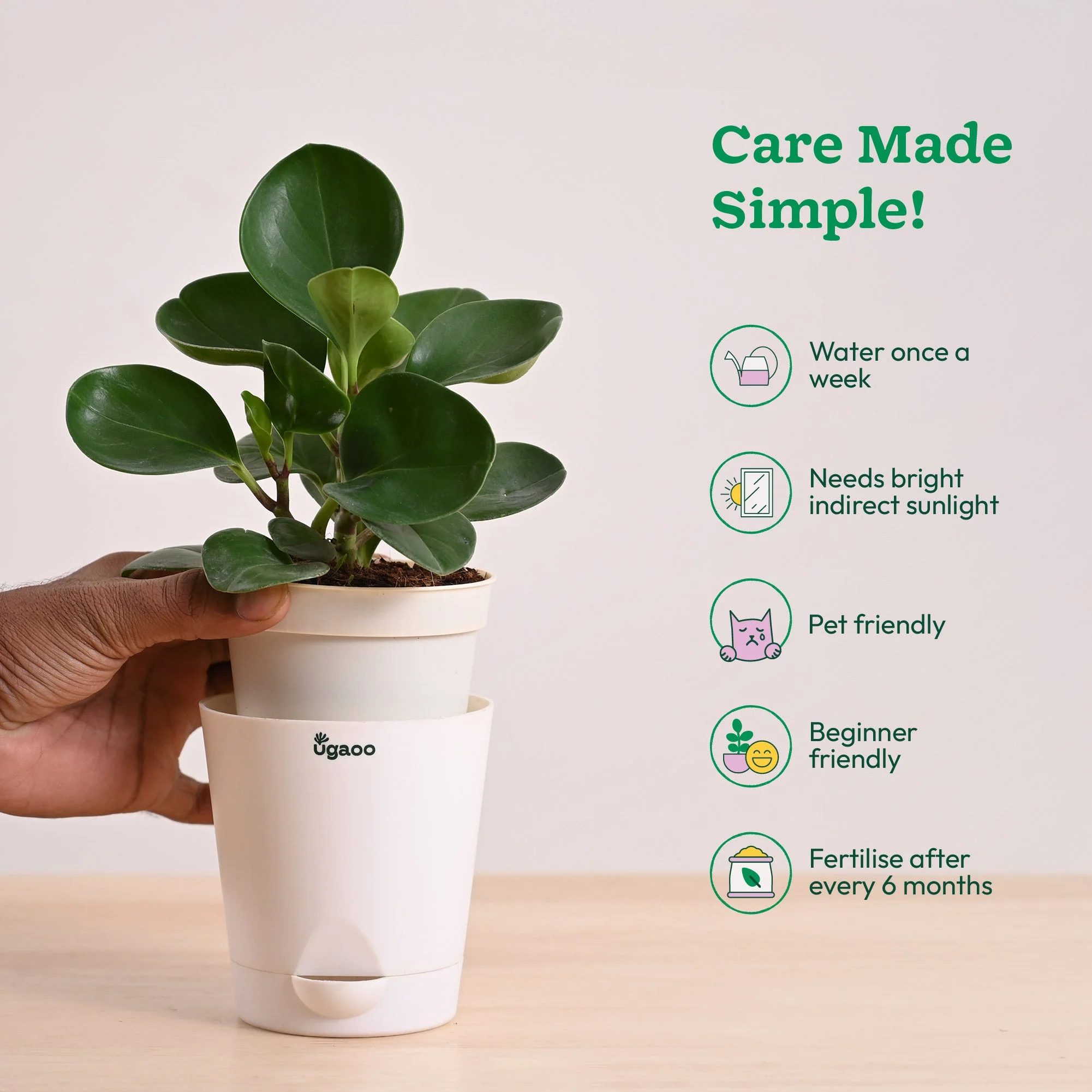 Peperomia Green Plant - Image 22