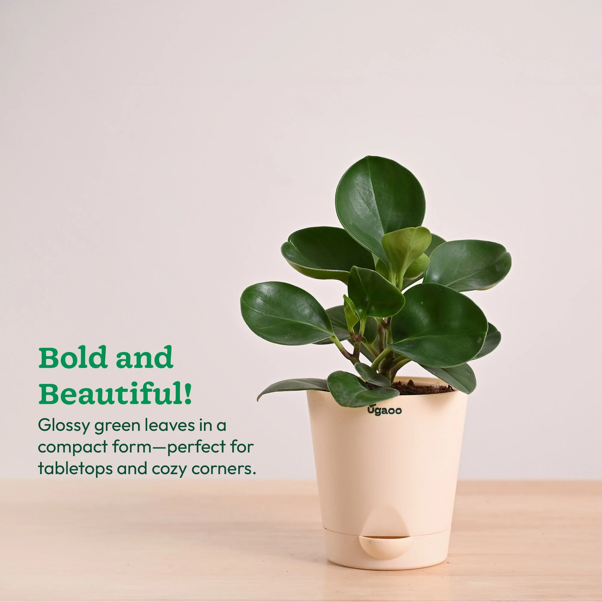 Peperomia Green Plant - Image 33