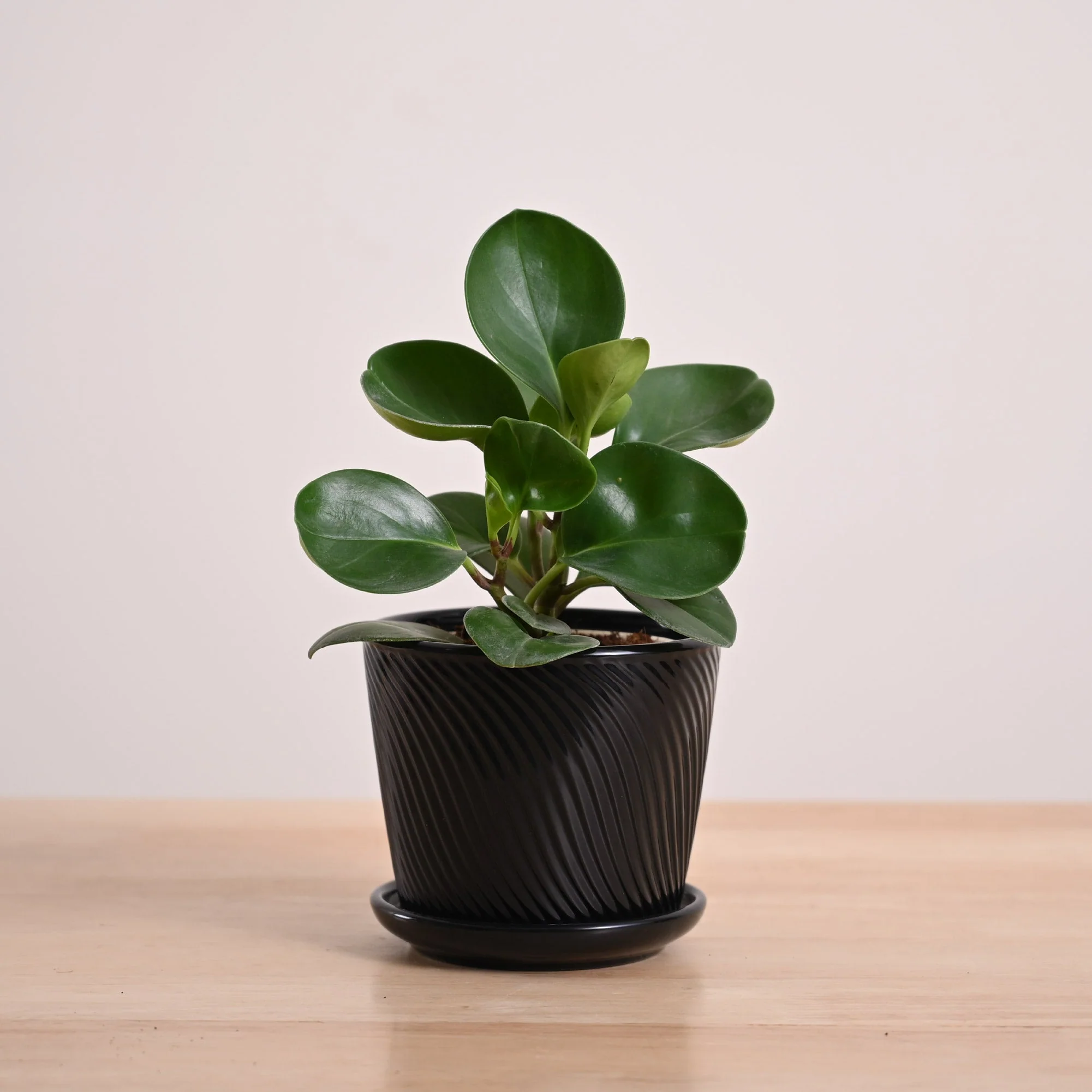 Peperomia Green Plant - Image 68