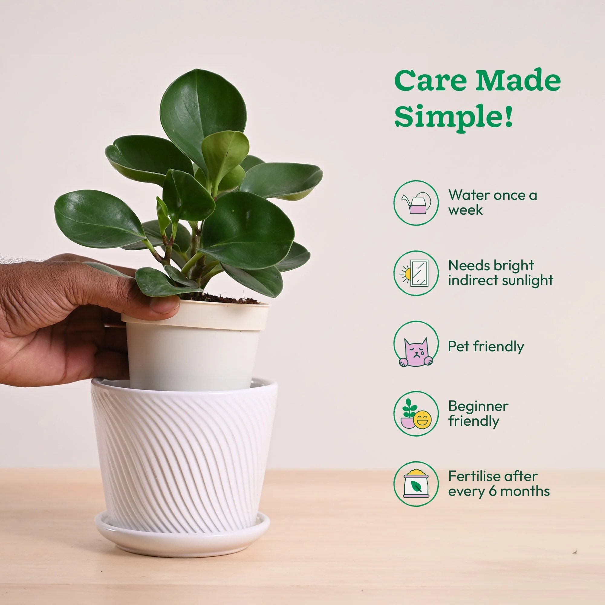 Peperomia Green Plant - Image 88