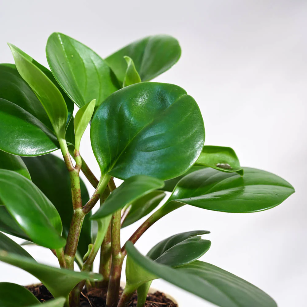 Peperomia Green Plant For Environment Day Gifting - Image 13