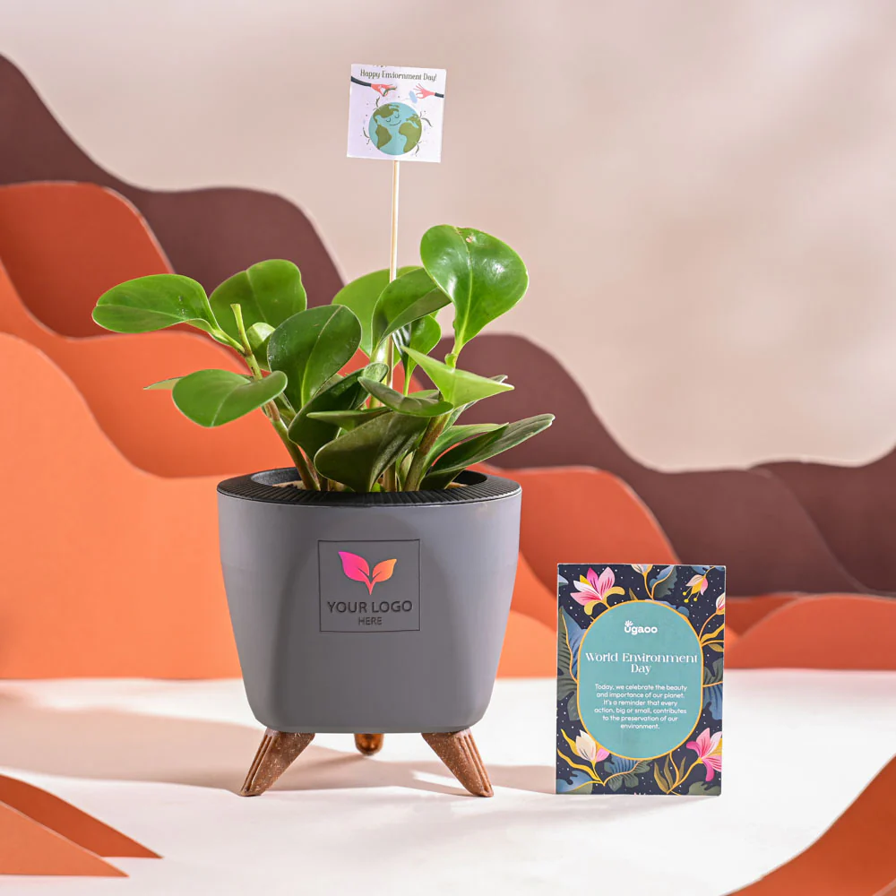 Peperomia Green Plant For Environment Day Gifting - Image 43