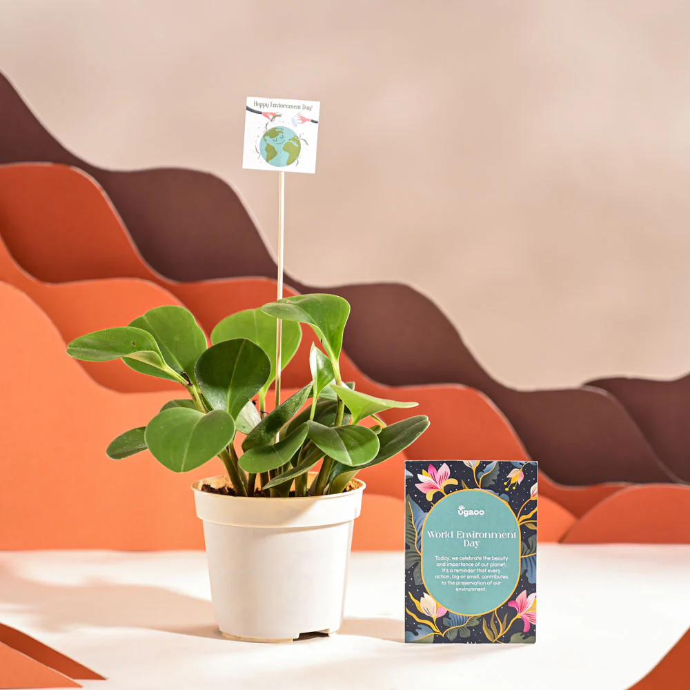 Peperomia Green Plant For Environment Day Gifting - Image 62