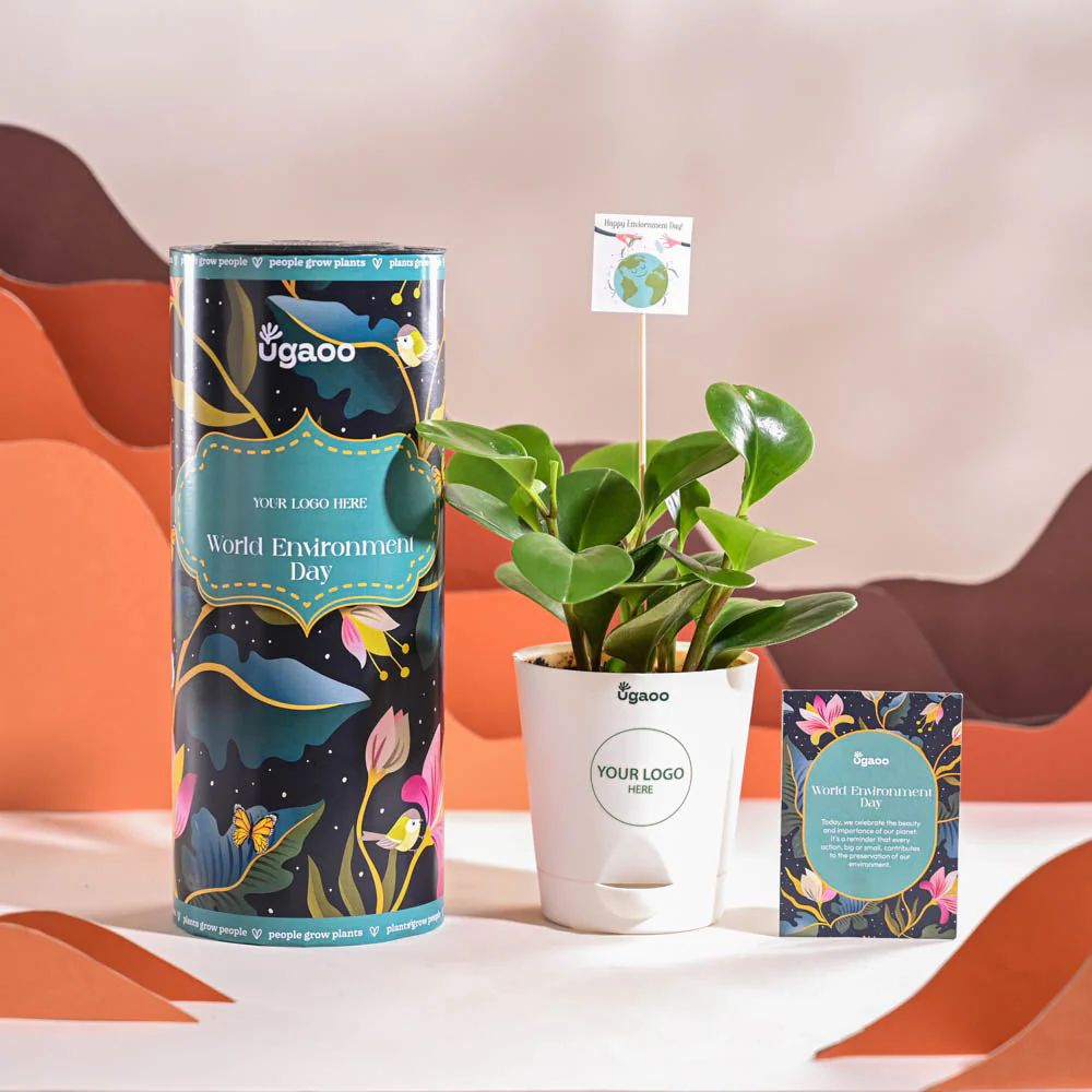 Peperomia Green Plant For Environment Day Gifting - Image 8