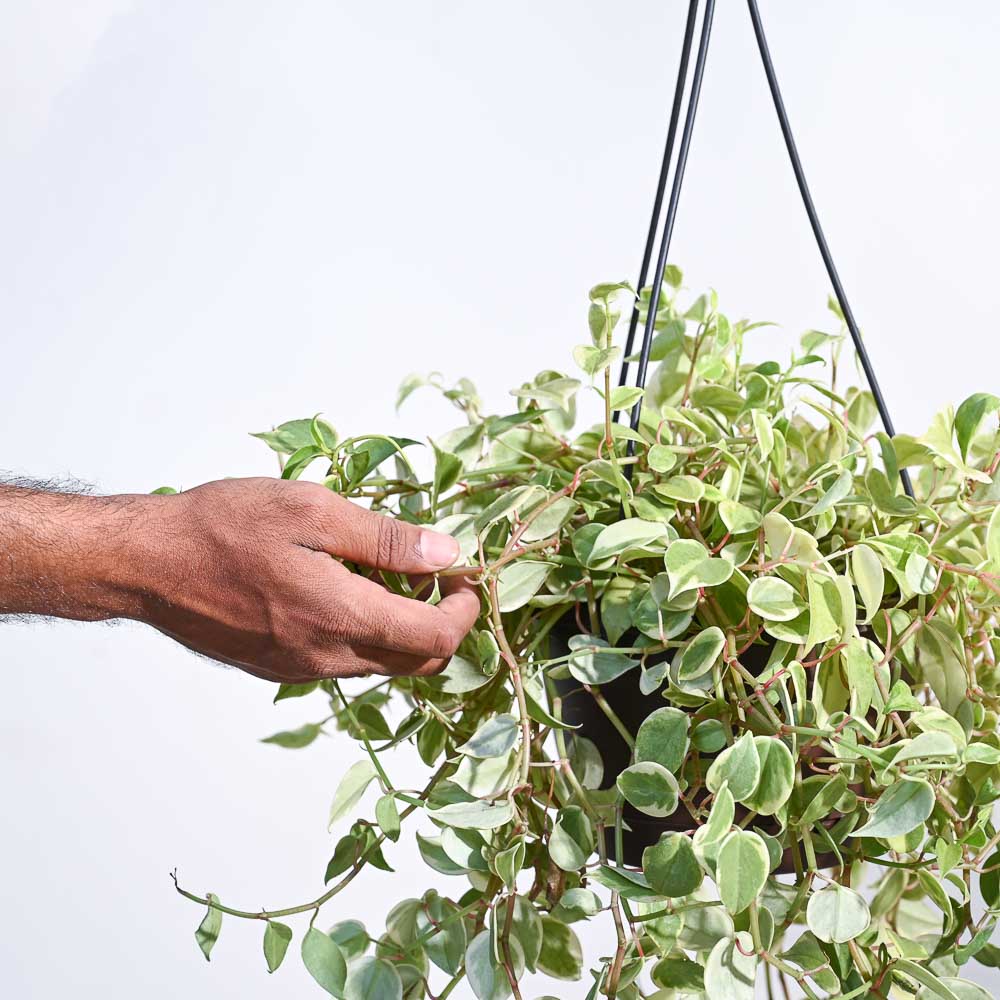 Peperomia Variegated Creeper With Hanging Pot - Image 3