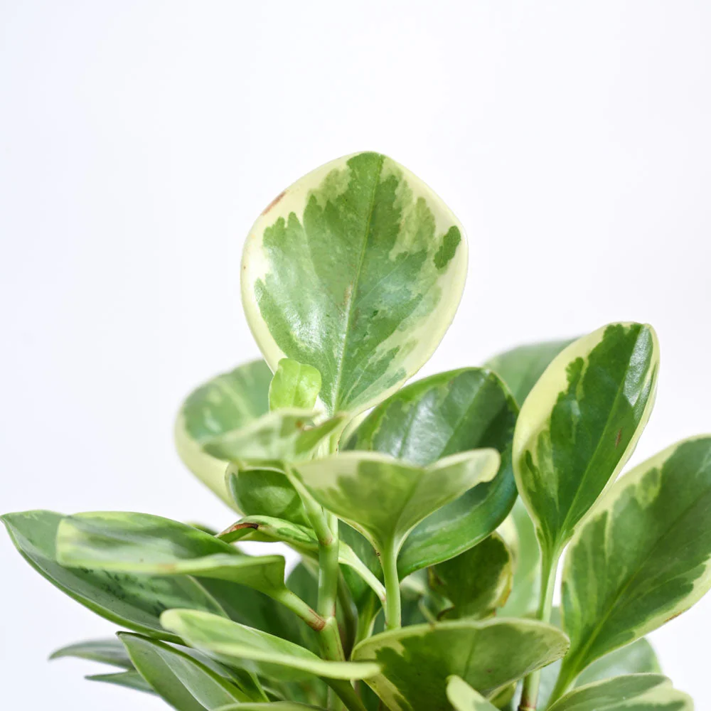 Peperomia Variegated Plant - Image 109