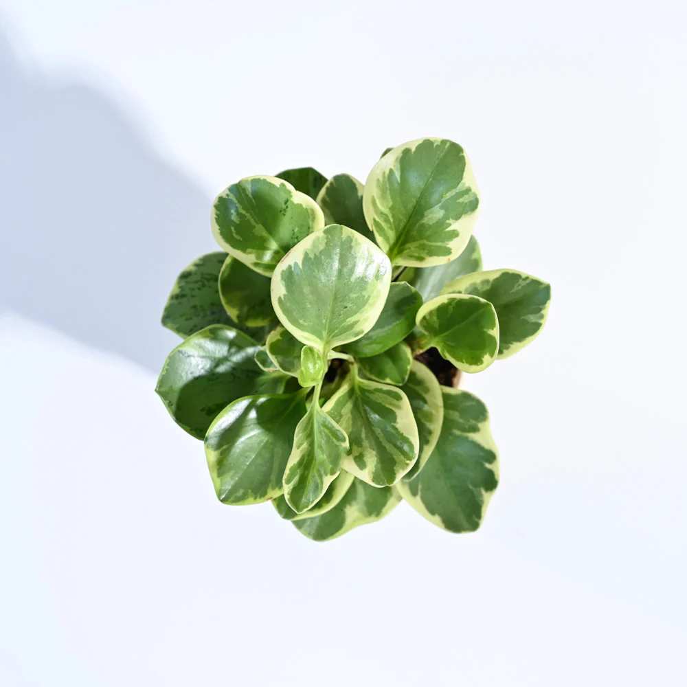 Peperomia Variegated Plant - Image 110