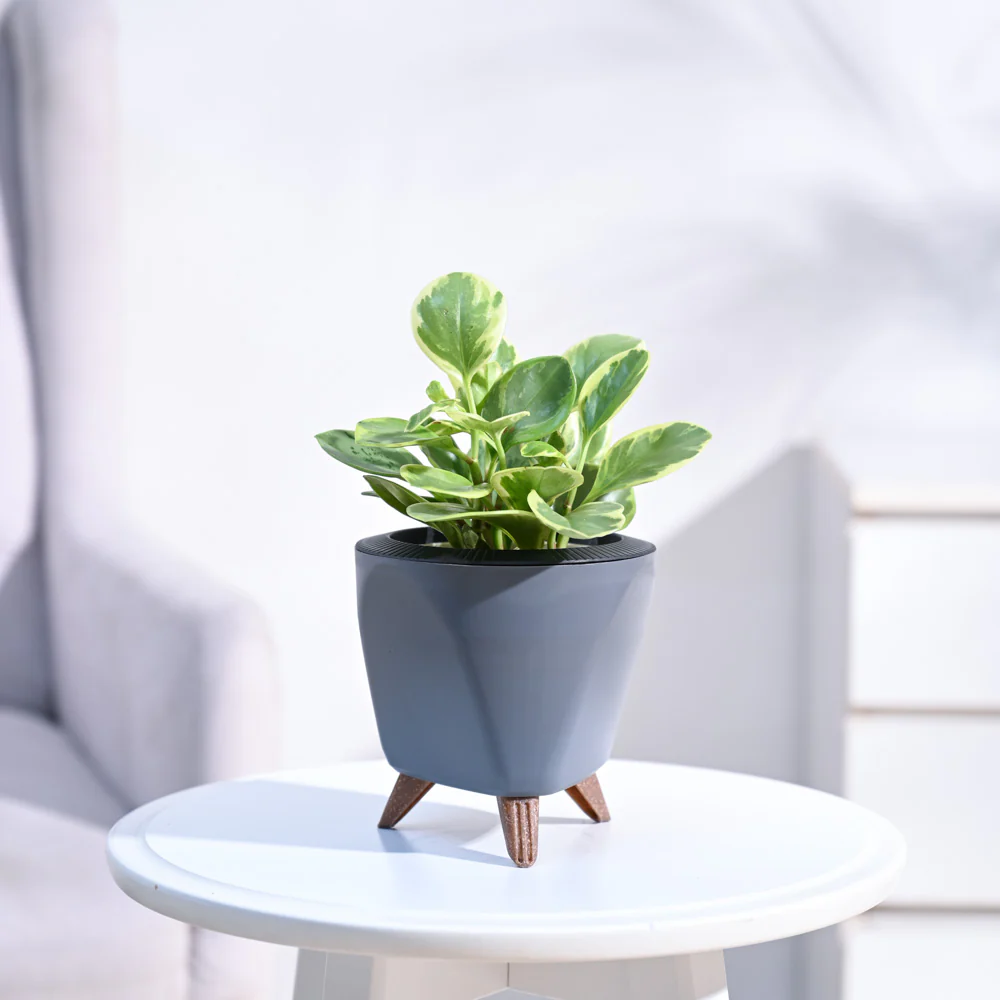 Peperomia Variegated Plant - Image 12
