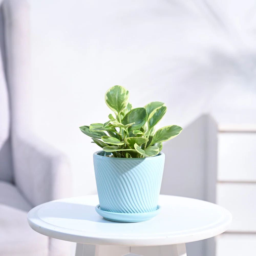 Peperomia Variegated Plant - Image 15