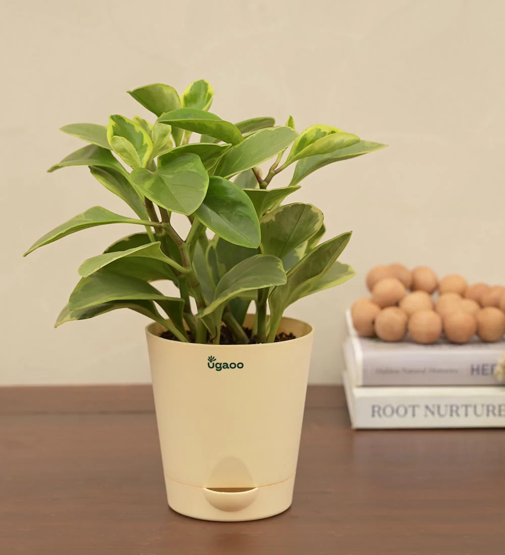 Peperomia Variegated Plant - Image 3