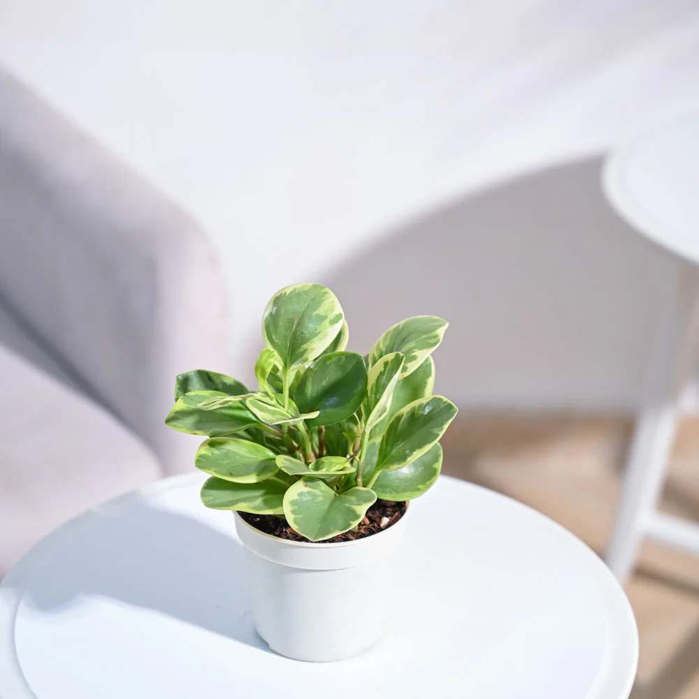 Peperomia Variegated Plant - Image 67