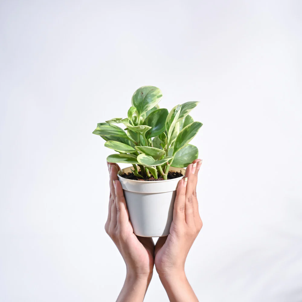 Peperomia Variegated Plant - Image 88