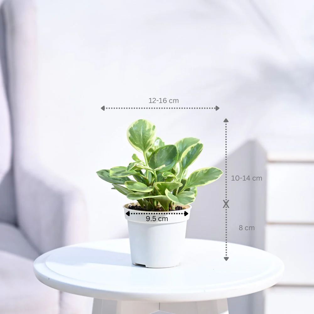 Peperomia Variegated Plant - Image 96