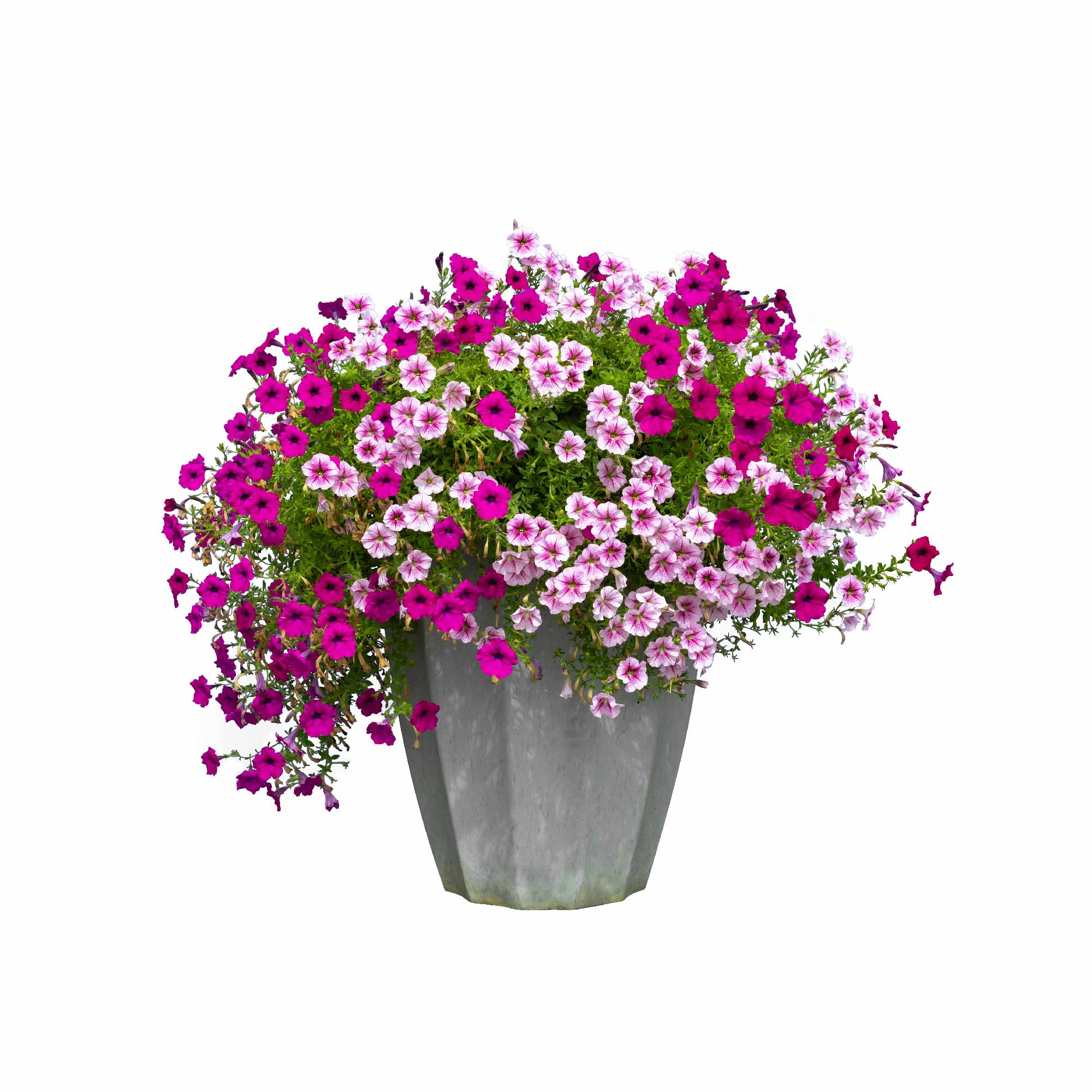 Petunia Mix Seeds - Image 9