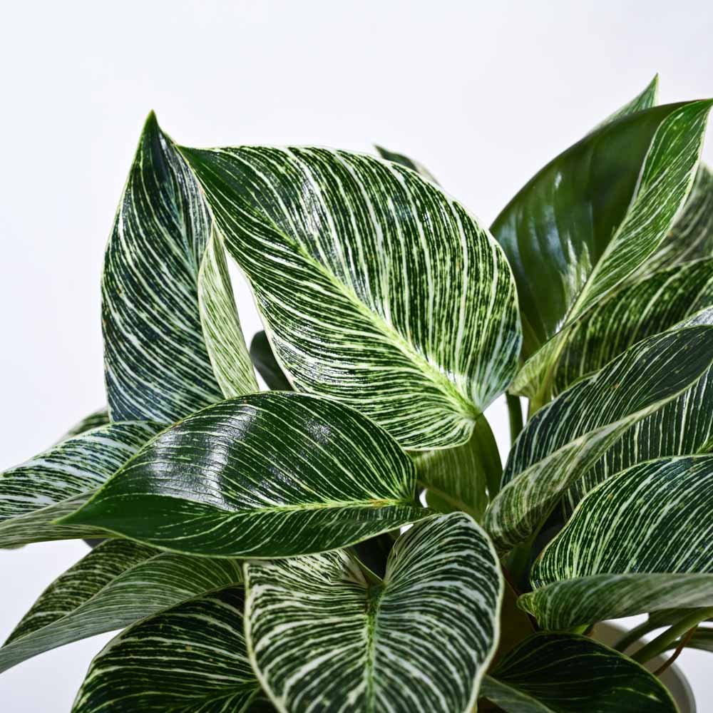 Philodendron Birkin Plant - Image 103