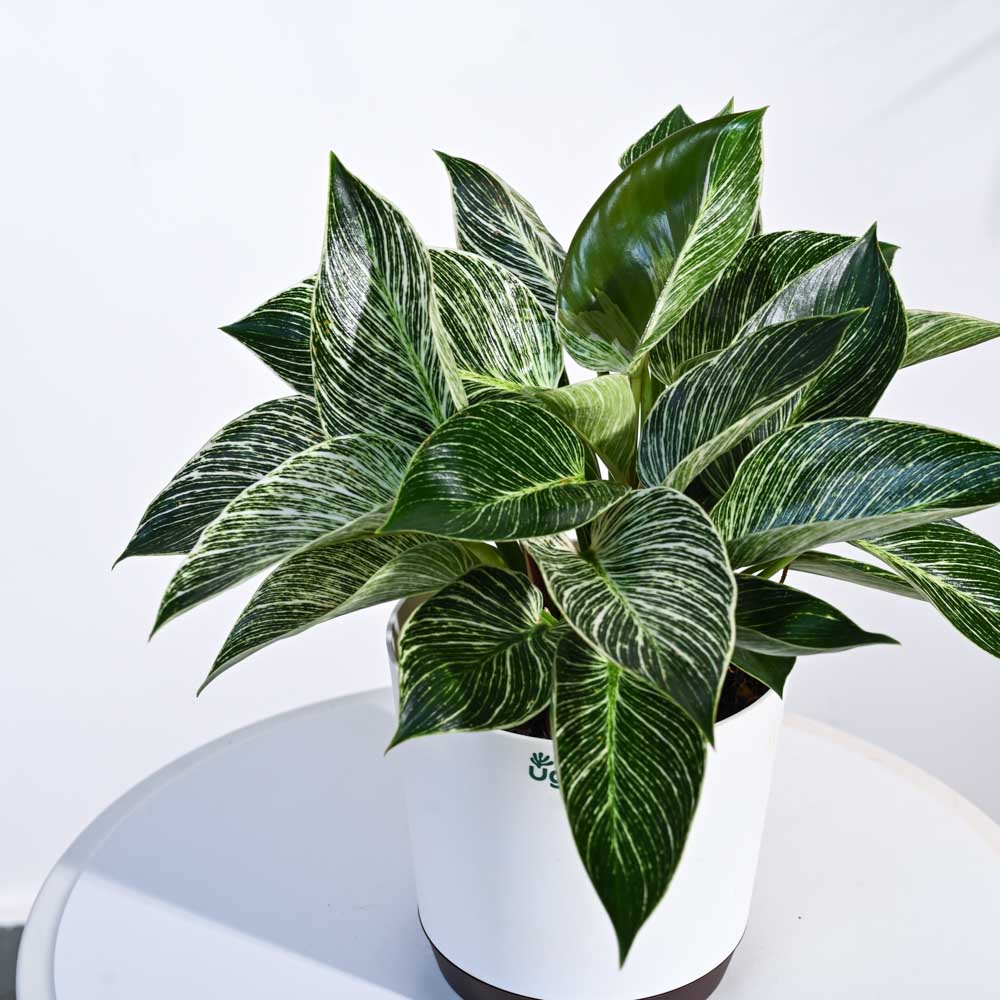 Philodendron Birkin Plant - Image 111
