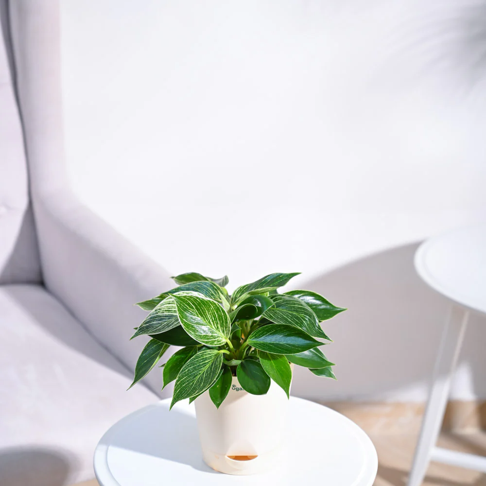Philodendron Birkin Plant - Image 27